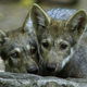 Illustration for article titled Obama Administration Also Sticking It To Wolves Today